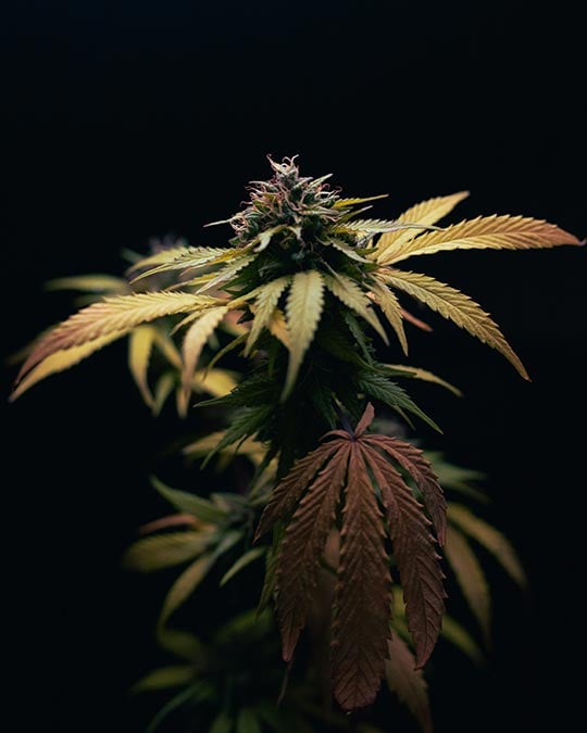High-Potency Blueberry Headband Cannabis Seeds by Growers Choice Seeds, Photoperiod cannabis strain