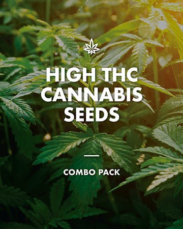 High-Grade Feminized Bruce Banner Seeds by Growers Choice Seeds, Photoperiod cannabis strain
