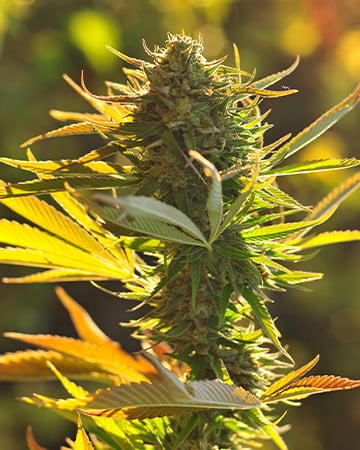 Bubba Og by Dr Greenthumb Seeds cannabis strain
