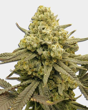 Best-Quality Zoap Cannabis Seeds by Growers Choice Seeds, Photoperiod cannabis strain