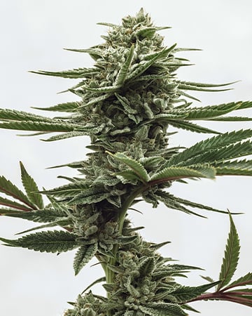 High-Potency Cafe Racer Cannabis Seeds by Growers Choice Seeds, Photoperiod cannabis strain