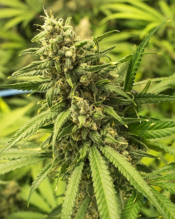 Premium Cali Kush Cannabis Seeds by Growers Choice Seeds, Photoperiod cannabis strain