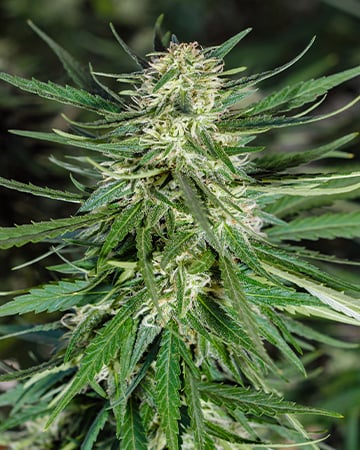 Premium Casey Jones Seeds by Growers Choice Seeds, Photoperiod cannabis strain