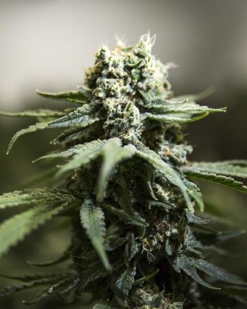 CBD Moby Dick by Growers Choice Seeds, Photoperiod cannabis strain