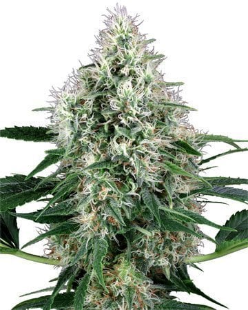 High-Grade CBD Shark Cannabis Seeds by Growers Choice Seeds, Photoperiod cannabis strain