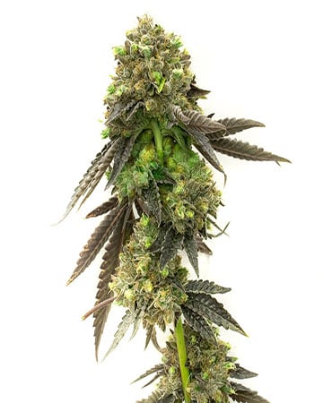 Top-Shelf Cement Shoes Cannabis Seeds by Growers Choice Seeds, Photoperiod cannabis strain