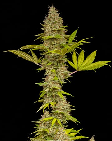 Expertly-Crafted Cheese Cannabis Seeds by Growers Choice Seeds, Photoperiod cannabis strain