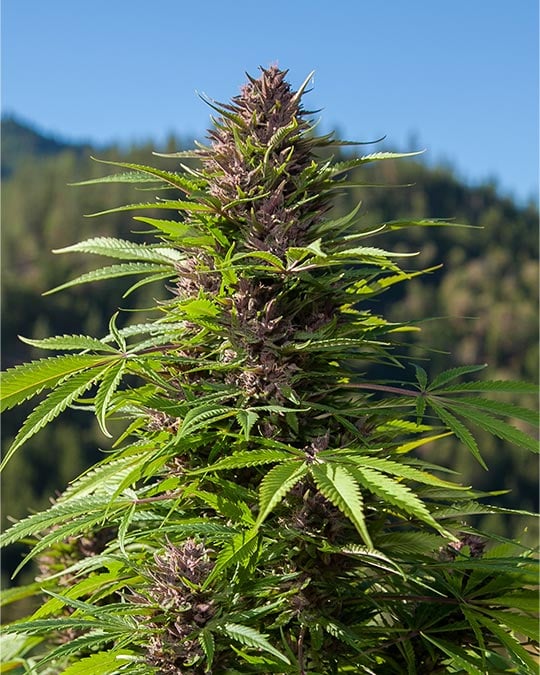 Premium Cheetah Piss Feminized Seeds Cannabis Seeds by Growers Choice Seeds, Photoperiod cannabis strain