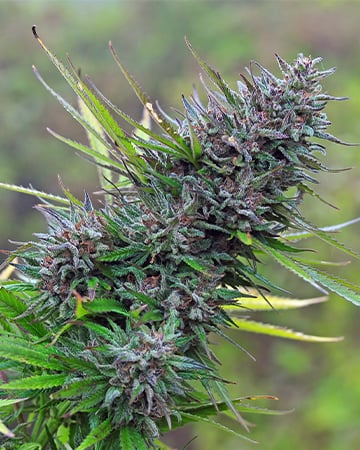 Premium-Grade Chemdog #4 Cannabis Seeds by Growers Choice Seeds, Photoperiod cannabis strain