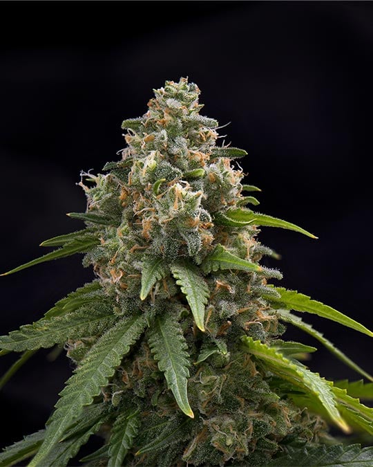 Chemdog 91 Seeds (Feminized) by Growers Choice Seeds, Photoperiod cannabis strain