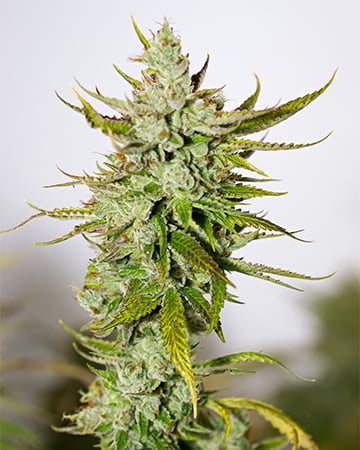Superior Chernobyl Seeds by Growers Choice Seeds, Photoperiod cannabis strain