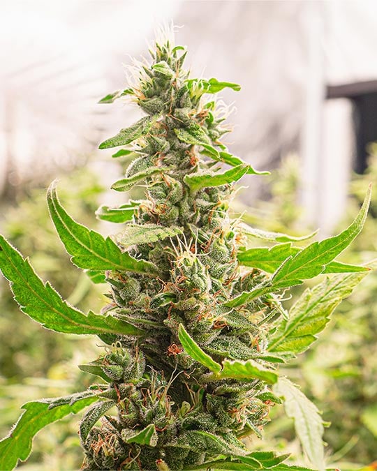 Top-Shelf Cherry Kush Cannabis Seeds by Growers Choice Seeds, Photoperiod cannabis strain