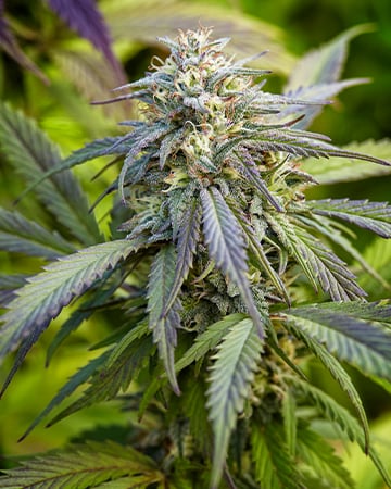 Finest Cinderella 99 Cannabis Seeds by Growers Choice Seeds, Photoperiod cannabis strain