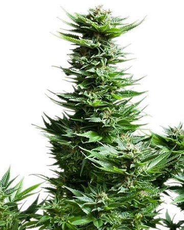 Cinex AutoFlowering by Growers Choice Seeds, Autoflower cannabis strain