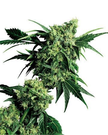 Cotton Candy Kush AutoFlowering by Growers Choice Seeds, Autoflower cannabis strain