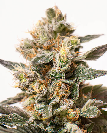 Elite Dance World Cannabis Seeds by Growers Choice Seeds, Photoperiod cannabis strain