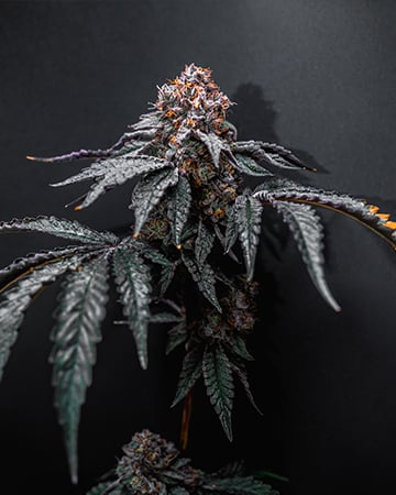 Top-Shelf Darth Vader OG Cannabis Seeds by Growers Choice Seeds, Photoperiod cannabis strain