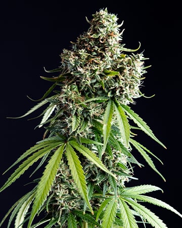 Finest Death Bubba Cannabis Seeds by Growers Choice Seeds, Photoperiod cannabis strain