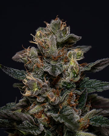 Death Star by Growers Choice Seeds, Photoperiod cannabis strain