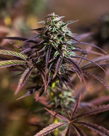 Feminized Diesel Seeds by Growers Choice Seeds, Photoperiod cannabis strain