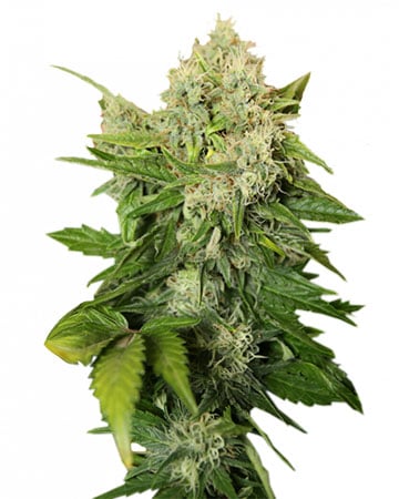 Dirty Girl by Growers Choice Seeds, Photoperiod cannabis strain