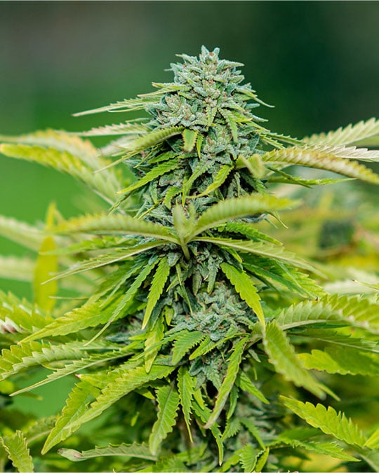 Double Dream by Growers Choice Seeds, Photoperiod cannabis strain