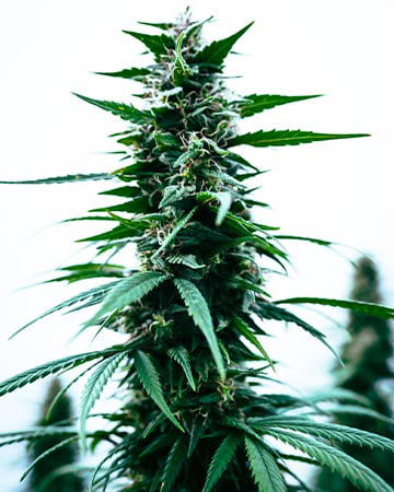 Durban Poison AutoFlowering by Growers Choice Seeds, Autoflower cannabis strain
