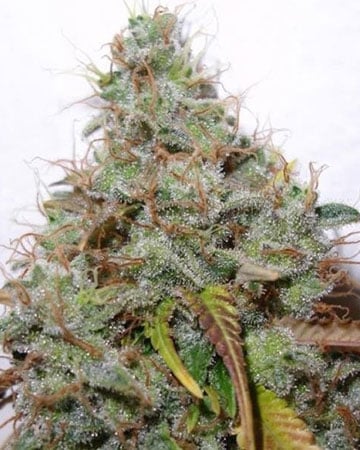 Buy Dutch Treat Cannabis Seeds by Growers Choice Seeds, Photoperiod cannabis strain