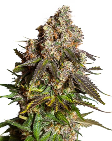 Superior Gary Payton Cannabis Seeds by Growers Choice Seeds, Photoperiod cannabis strain