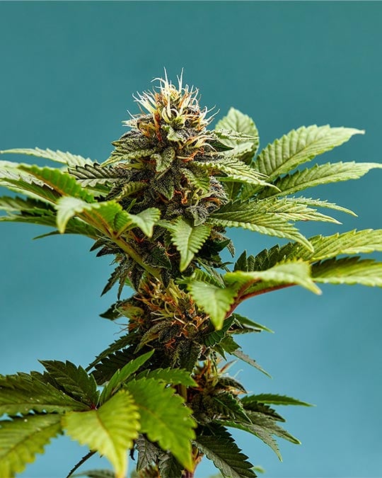 Gello Z Autoflower by Growers Choice Seeds, Autoflower cannabis strain