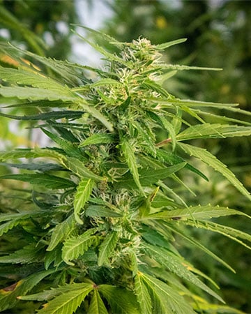 Buy Ghost Train Haze Seeds by Growers Choice Seeds, Photoperiod cannabis strain
