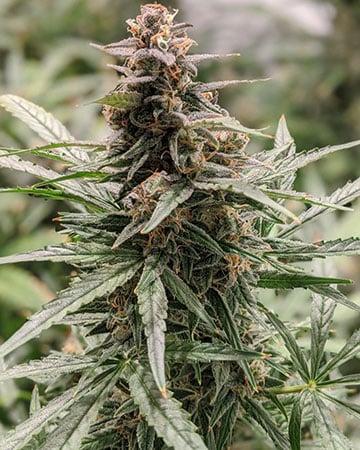 Premium Girl Scout Cookies Seeds by Growers Choice Seeds, Photoperiod cannabis strain