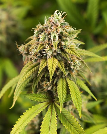 Elite Golden Goat Cannabis Seeds by Growers Choice Seeds, Photoperiod cannabis strain
