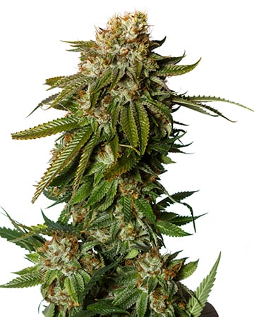 Best Gorilla Glue Cannabis Seeds by Growers Choice Seeds, Photoperiod cannabis strain