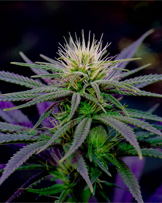 Superior-Quality Grape Ape Cannabis Seeds by Growers Choice Seeds, Photoperiod cannabis strain