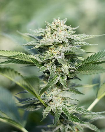 High-Grade Grape Stomper Cannabis Seeds by Growers Choice Seeds, Photoperiod cannabis strain
