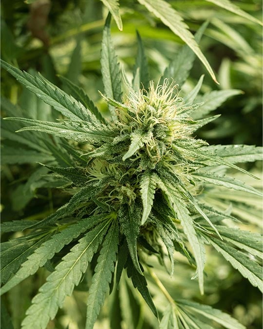 Best Grease Monkey Cannabis Seeds by Growers Choice Seeds, Photoperiod cannabis strain