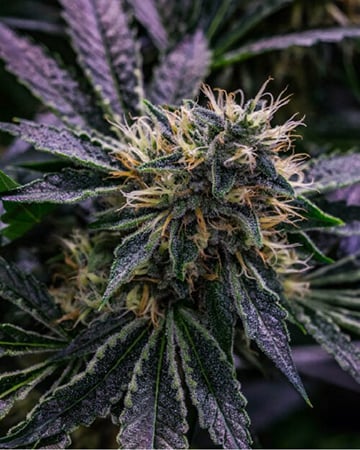 Top-Shelf Harle-Tsu by Growers Choice Seeds, Photoperiod cannabis strain