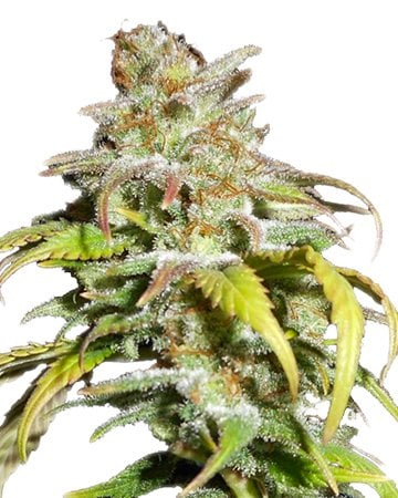 Top-Shelf Harlequin by Growers Choice Seeds, Photoperiod cannabis strain