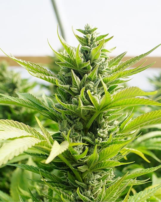Premium Hell's OG Cannabis Seeds by Growers Choice Seeds, Photoperiod cannabis strain