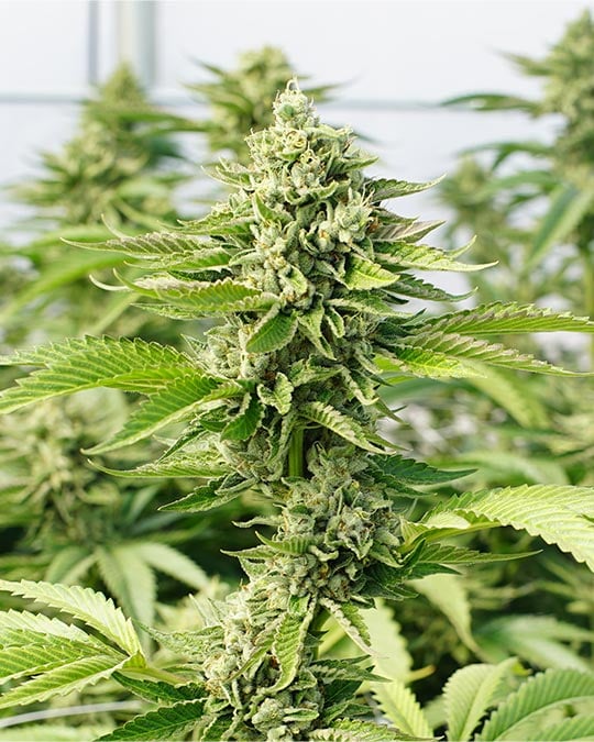 Ice Cream Cake Auto by Growers Choice Seeds, Autoflower cannabis strain