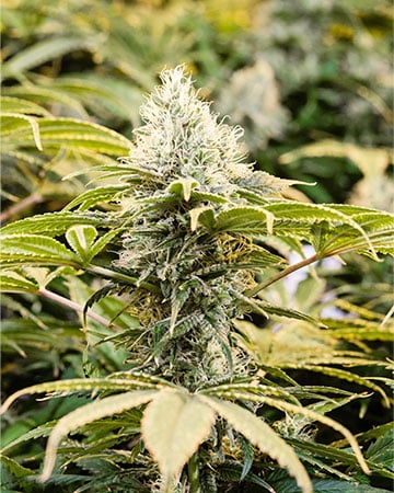 High-Potency Island Sweet Skunk Cannabis Seeds by Growers Choice Seeds, Photoperiod cannabis strain