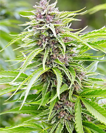 Top-Quality Jealousy Cannabis Cannabis Seeds by Growers Choice Seeds, Photoperiod cannabis strain