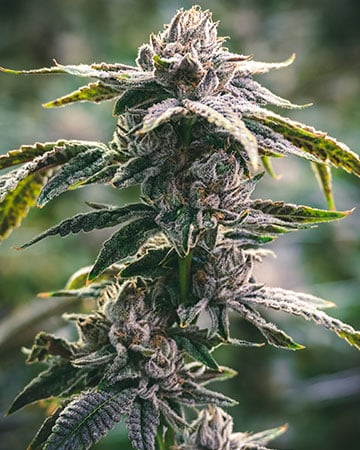 Best-Quality Jokerz Cannabis Seeds by Growers Choice Seeds, Photoperiod cannabis strain