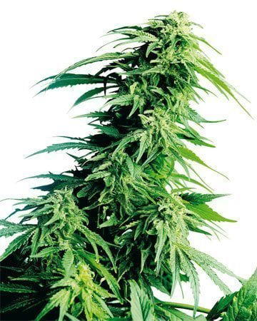 Kush XL AutoFlowering by Growers Choice Seeds, Autoflower cannabis strain