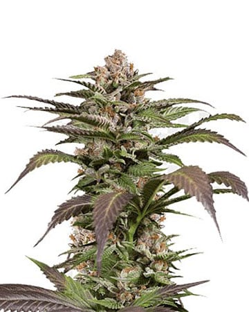 Top-Shelf Lamb's Bread Seeds by Growers Choice Seeds, Photoperiod cannabis strain