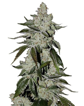 Buy Laughing Buddha Cannabis Seeds by Growers Choice Seeds, Photoperiod cannabis strain