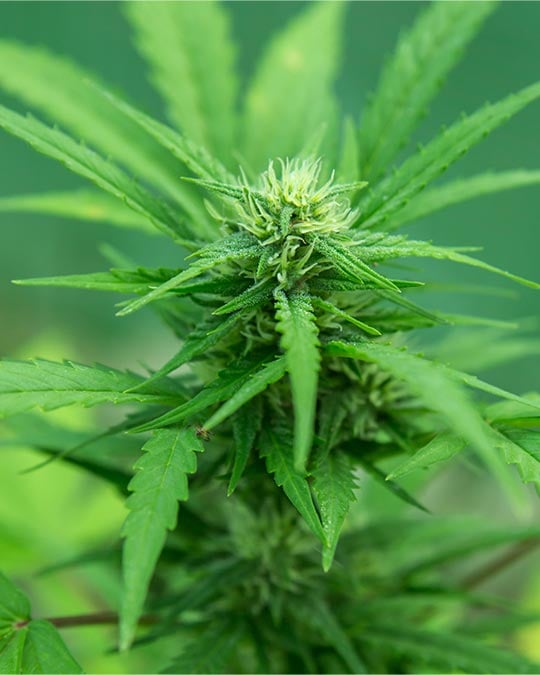 Premium Lemon Haze Cannabis Seeds by Growers Choice Seeds, Photoperiod cannabis strain