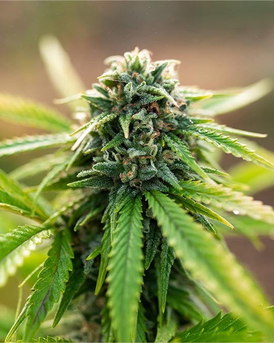 Premium Lemon Kush Seeds by Growers Choice Seeds, Photoperiod cannabis strain