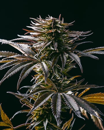 Premium London Pound Cake Cannabis Seeds by Growers Choice Seeds, Photoperiod cannabis strain